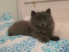 ADORABLE LONGHAIRED KITTENS!