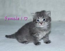 ADORABLE LONGHAIRED KITTENS! - Photo 2
