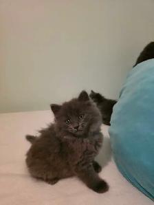 ADORABLE LONGHAIRED KITTENS! - Photo 9
