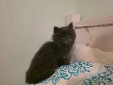 ADORABLE LONGHAIRED KITTENS! - Photo 10