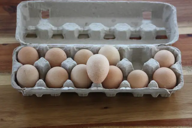 Guinea Fowl hatching eggs, fertilized and very fresh
