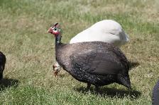 Guinea Fowl hatching eggs, fertilized and very fresh - Photo 2