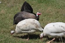Guinea Fowl hatching eggs, fertilized and very fresh - Photo 3