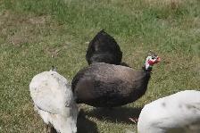 Guinea Fowl hatching eggs, fertilized and very fresh - Photo 4
