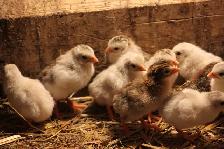 Guinea Fowl hatching eggs, fertilized and very fresh - Photo 5