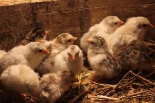 Guinea Fowl hatching eggs, fertilized and very fresh - Photo 6