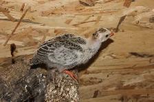 Guinea Fowl hatching eggs, fertilized and very fresh - Photo 7