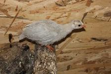 Guinea Fowl hatching eggs, fertilized and very fresh - Photo 8