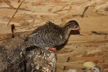 Guinea Fowl hatching eggs, fertilized and very fresh - Photo 9