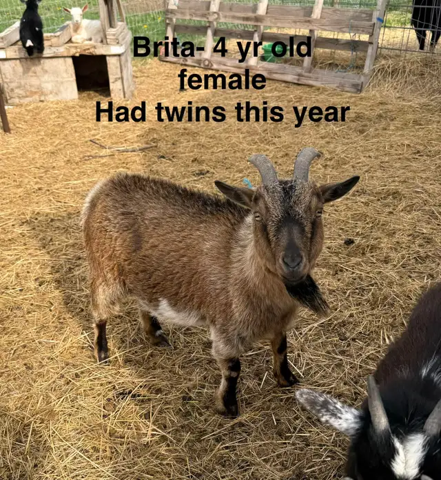 Nigerian Dwarf goats
