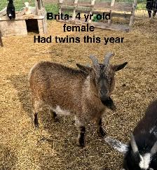 Nigerian Dwarf goats