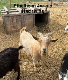 Nigerian Dwarf goats - Photo 2