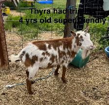 Nigerian Dwarf goats - Photo 3