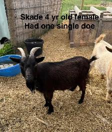 Nigerian Dwarf goats - Photo 4