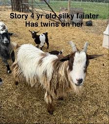Nigerian Dwarf goats - Photo 5