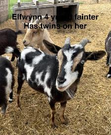 Nigerian Dwarf goats - Photo 6