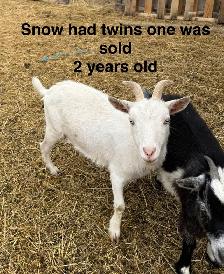 Nigerian Dwarf goats - Photo 7