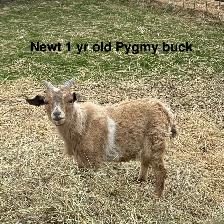 Nigerian Dwarf goats - Photo 8