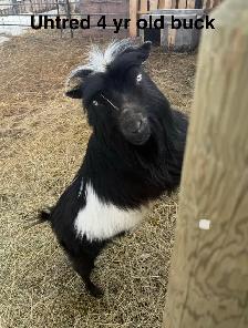 Nigerian Dwarf goats - Photo 9