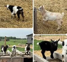 Nigerian Dwarf goats - Photo 10