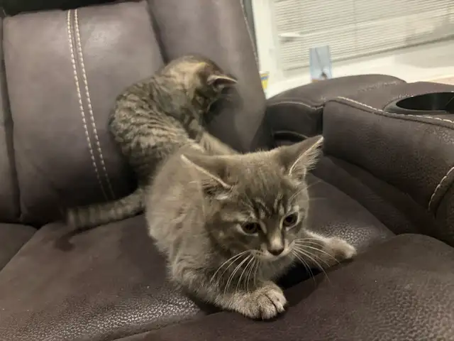 Bébé chats