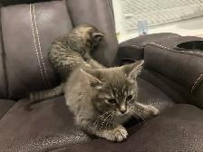 Bébé chats