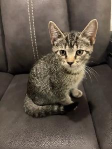 Bébé chats - Photo 2
