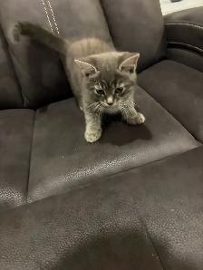 Bébé chats - Photo 3