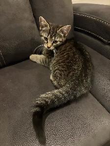 Bébé chats - Photo 4