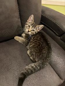 Bébé chats - Photo 5