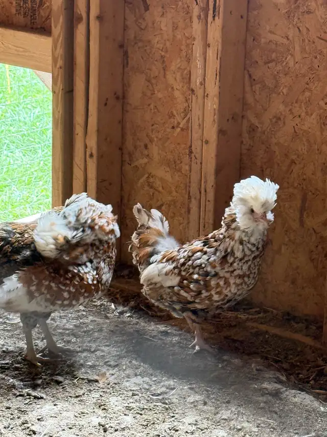 chickens