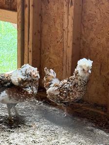 chickens
