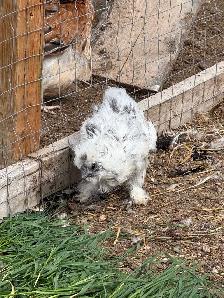 chickens - Photo 2