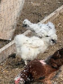 chickens - Photo 3