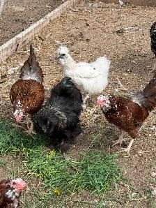 chickens - Photo 4