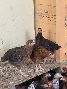 chickens - Photo 6