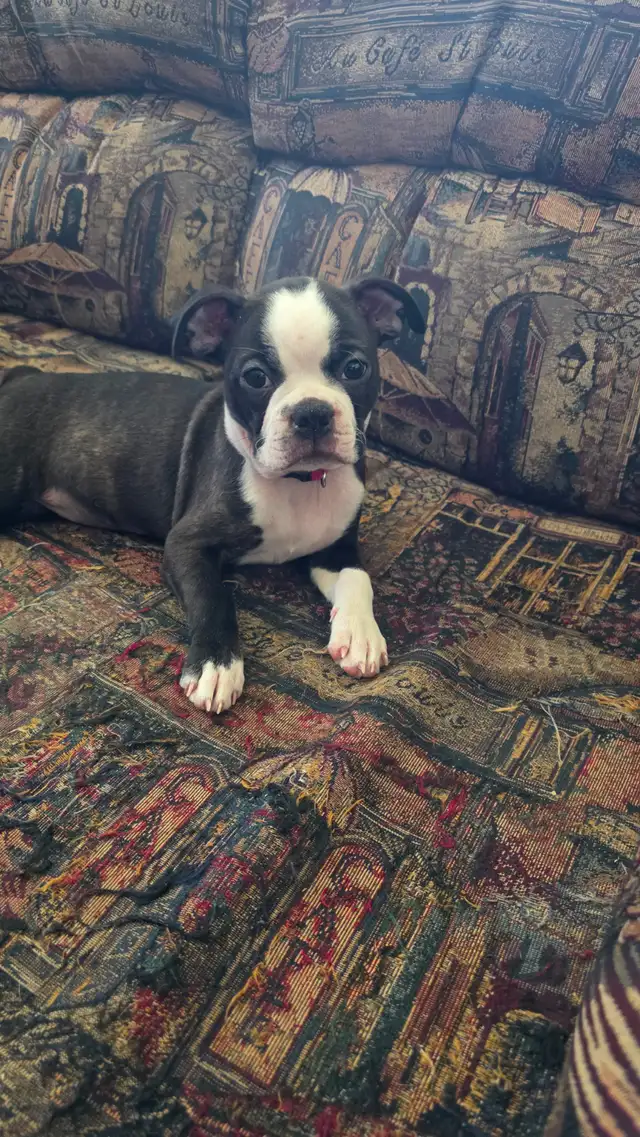 Chiot femelle Boston Terrier