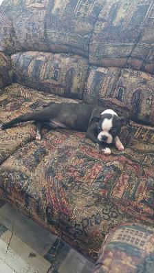 Chiot femelle Boston Terrier - Photo 2
