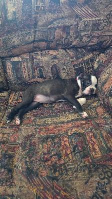 Chiot femelle Boston Terrier - Photo 3