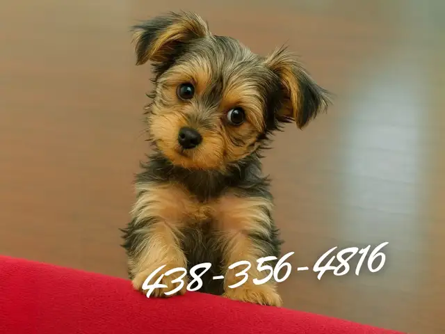 ⭐️ LAST Yorkie GIRL — Vet-Checked, Trained & Ready✅