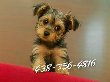 ⭐️ LAST Yorkie GIRL — Vet-Checked, Trained & Ready✅