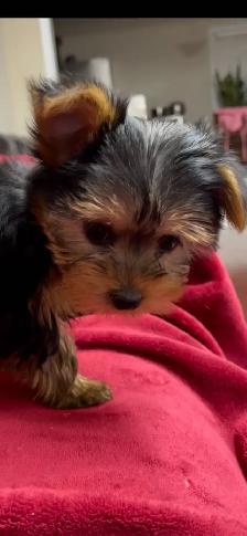 ⭐️ LAST Yorkie GIRL — Vet-Checked, Trained & Ready✅ - Photo 5
