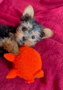 ⭐️ LAST Yorkie GIRL — Vet-Checked, Trained & Ready✅ - Photo 6