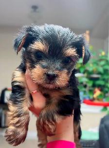 ⭐️ LAST Yorkie GIRL — Vet-Checked, Trained & Ready✅ - Photo 7