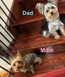 ⭐️ LAST Yorkie GIRL — Vet-Checked, Trained & Ready✅ - Photo 8