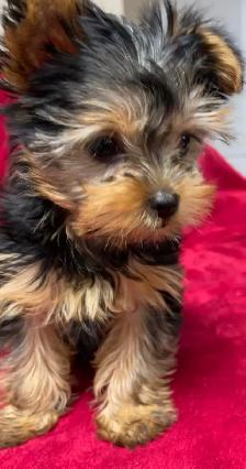 ⭐️ LAST Yorkie GIRL — Vet-Checked, Trained & Ready✅ - Photo 9