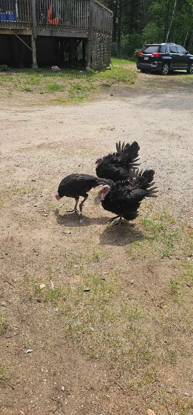 2 month old turkeys