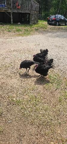 2 month old turkeys