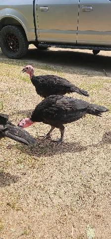 2 month old turkeys - Photo 2