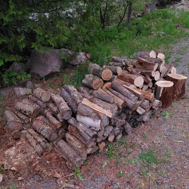 Bois de chauffage idéal pour feux de camping